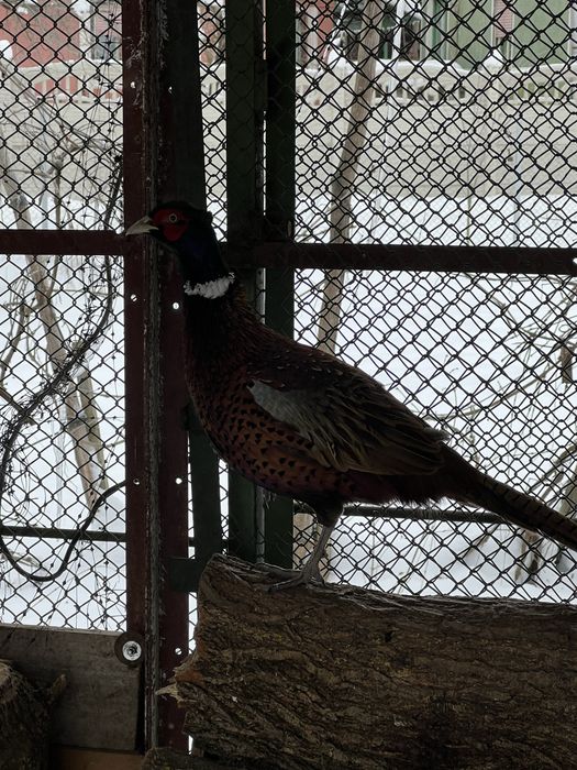 Vând  pereche fazani comuni! Sau schimb cu auriu galben sau rosu