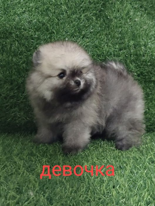 Мальчики и девочки мини шпицедетки