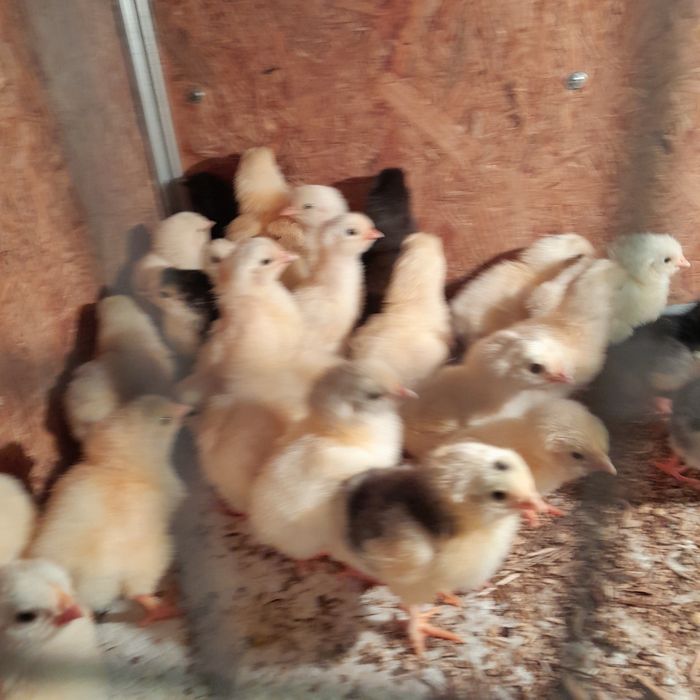 Продам цеплят 600т шт.