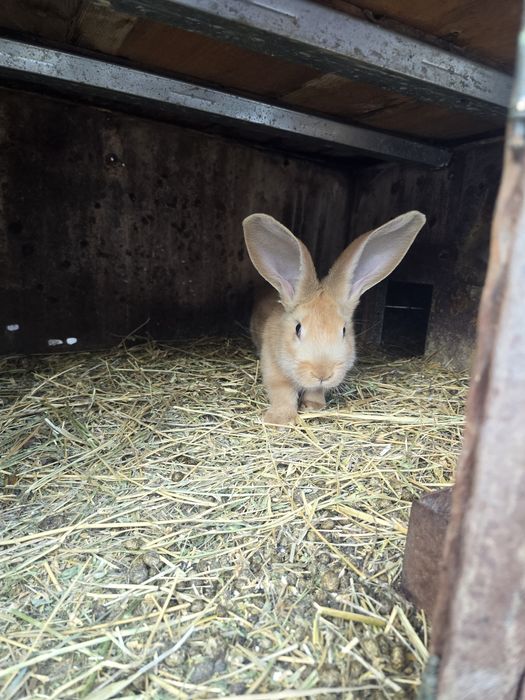 Iepurași uriaș german galben