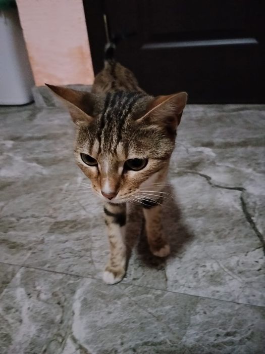 Отдам котенка в добрые руки