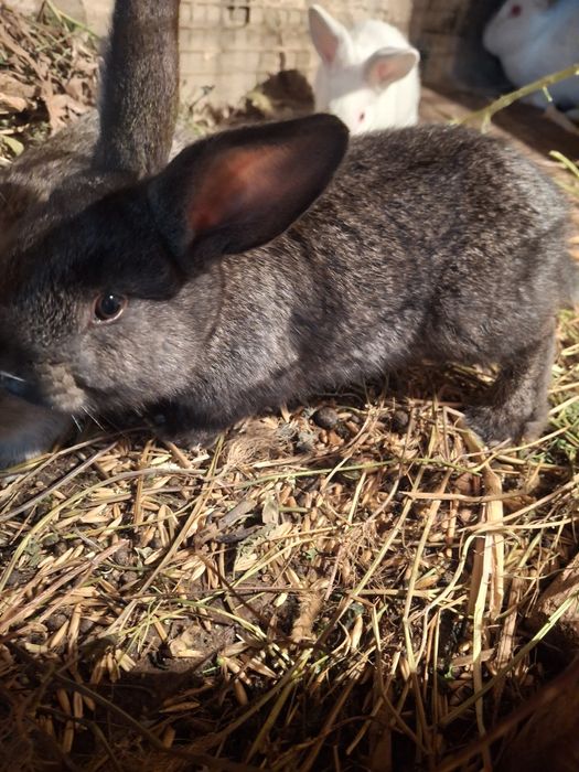 Домашние кролики великаны