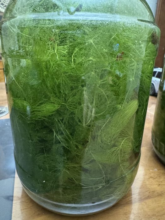 продам банку водорослей роголистника(елочка)