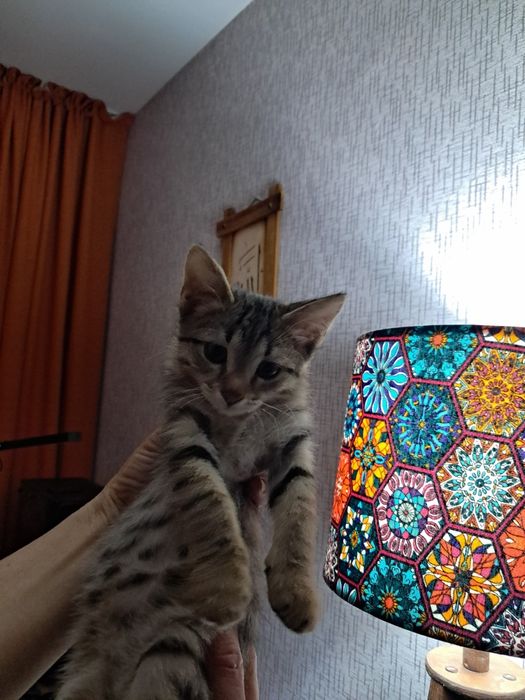 Котёнок в хорошие руки