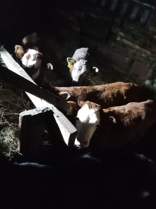 Продам 1,5 месячных телят