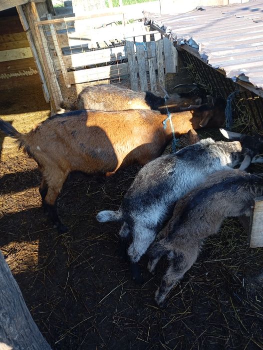 ... Capre de vânzare.