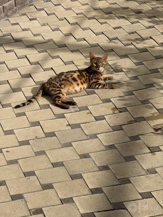 Bengal qiz bola Toz