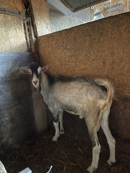 Vand tap metis de sannen si toggenburg varsta 1 an bun pentru monta