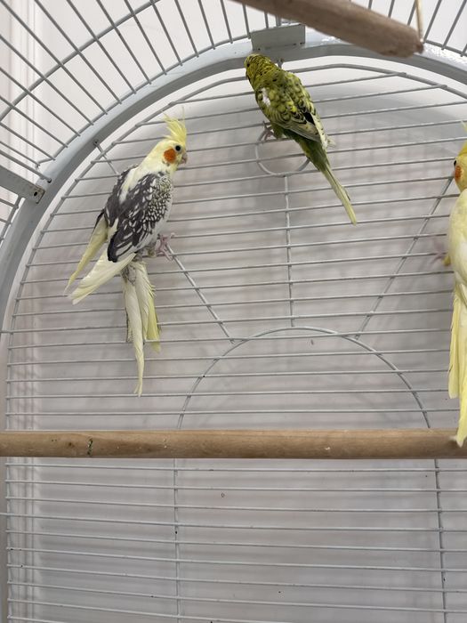 Продам попугаев