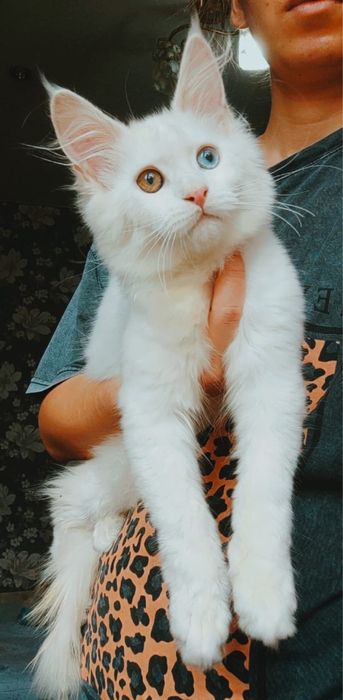Кошечка с разноцветными глазками