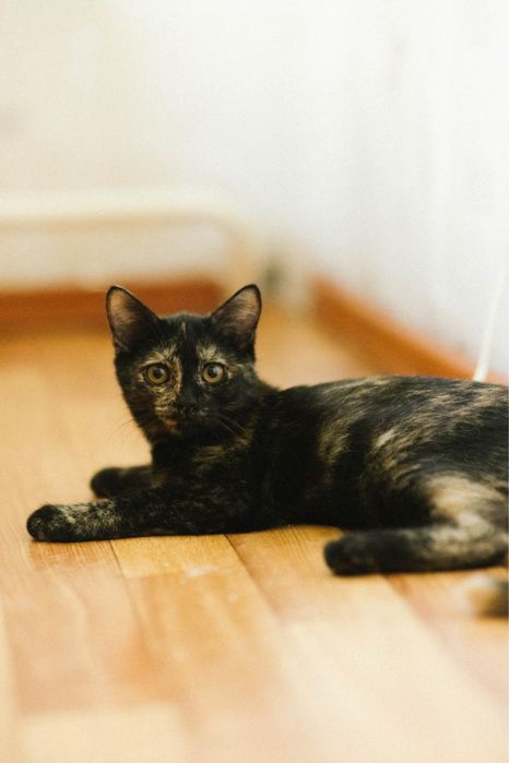 Котенок девочка ищет дом
