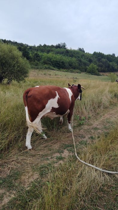 Vaca tânără aproape 2 ani
