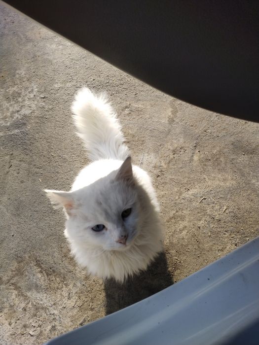 Прадаётся кошка два года