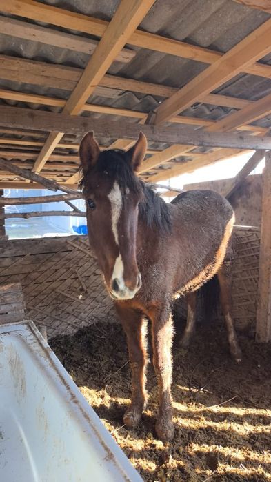 Продаю кобылу , байтал сатамын