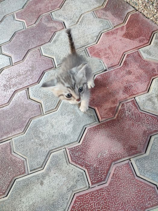 Очаровательный котенок