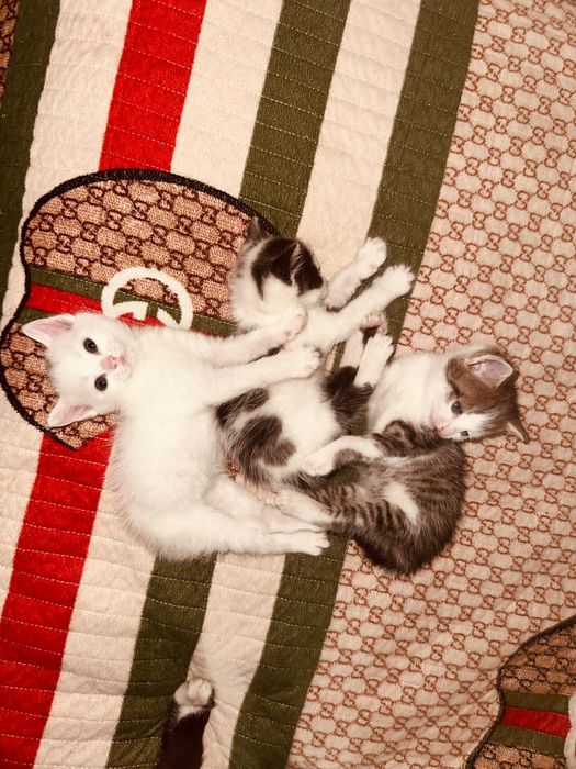 отдам котят в добрые руки.