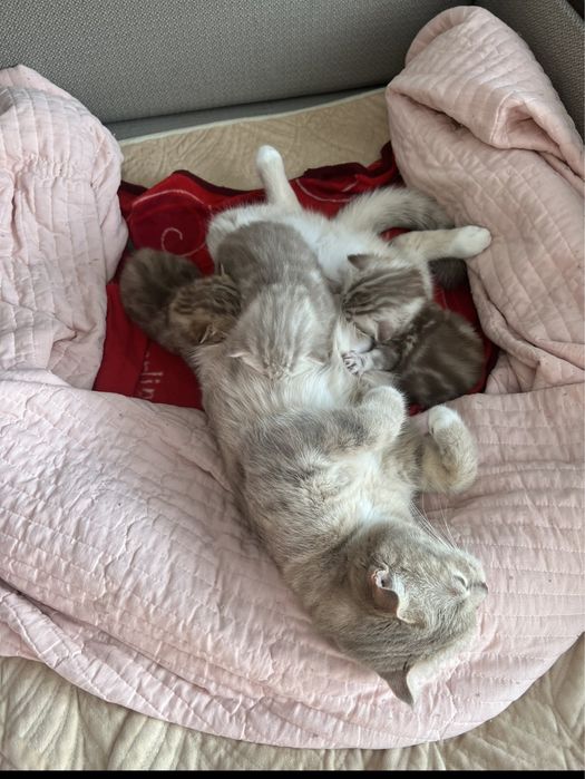 Шотландцы котята