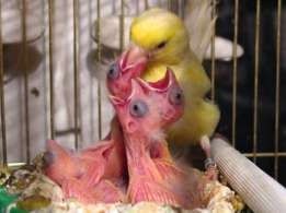 Prodam Kanareyki limonniy. Sayroqi.