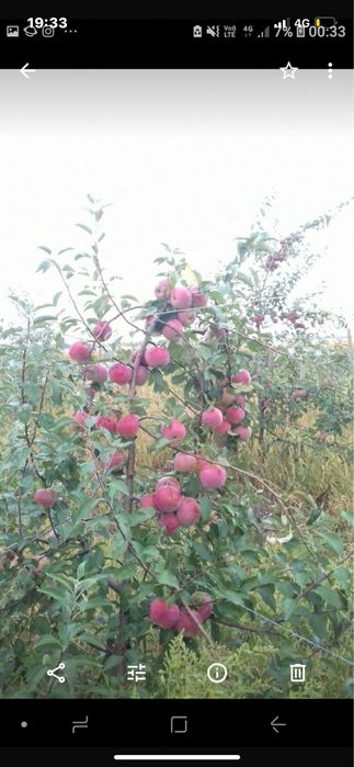 Vând mere proaspete 3 ron kg livrate la domiciliu la sac de 15 kg