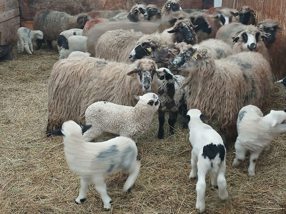 Vand 20 de oi cu miei