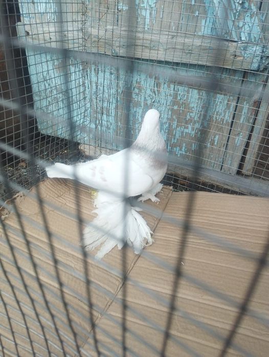 Продам самца племенной