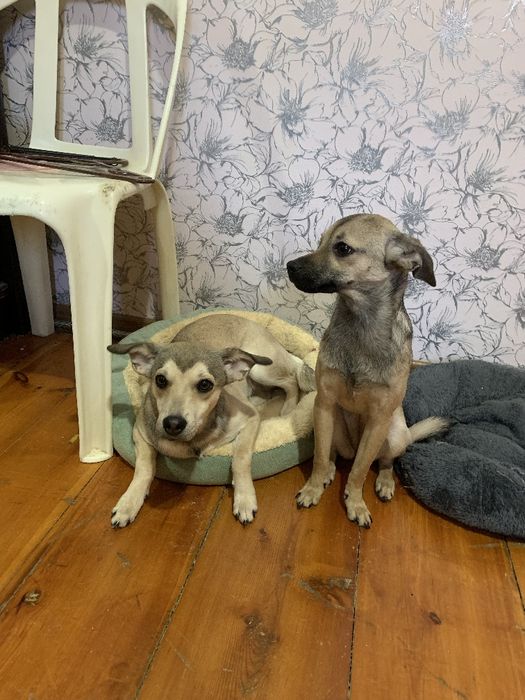 Одам в хорошие руки собачек