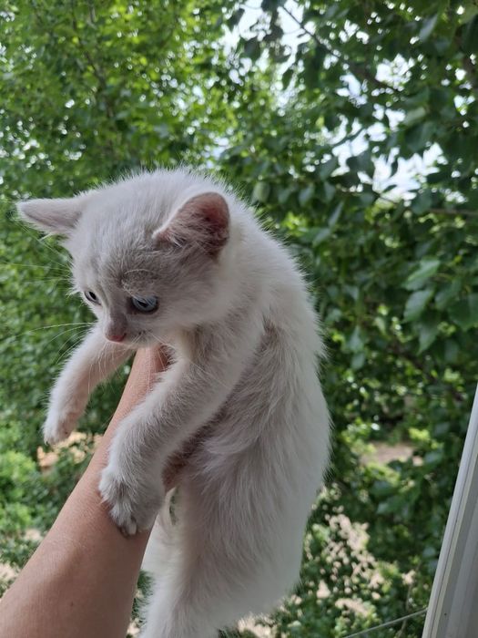 Милая девочка котёнок