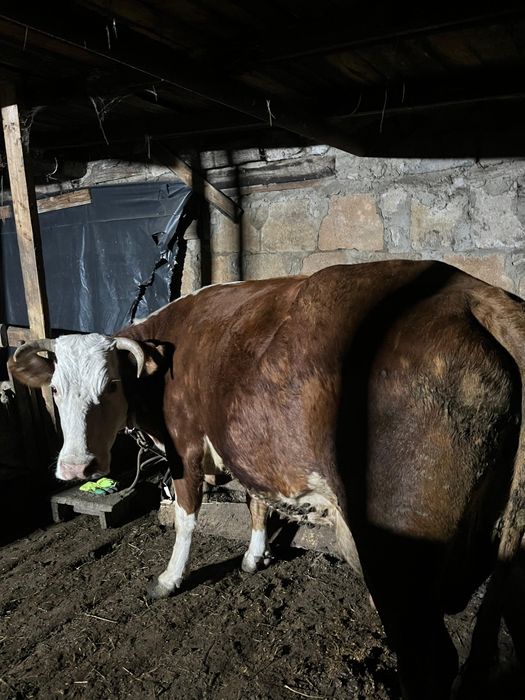 Продаётся корова