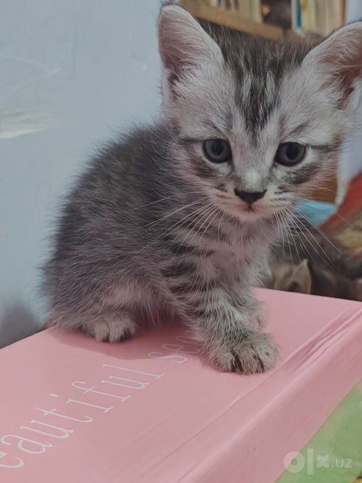 Продаются домашние котята от породистой кошки