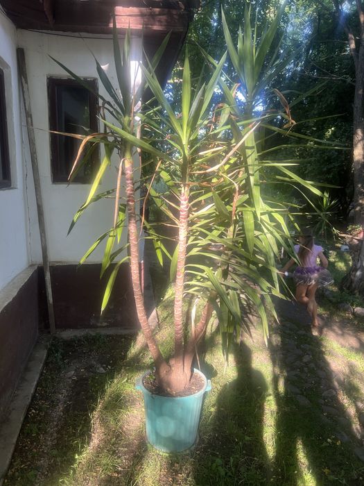 Floare de interior yucca