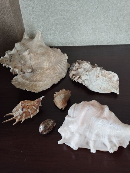 Продаются большие раковины