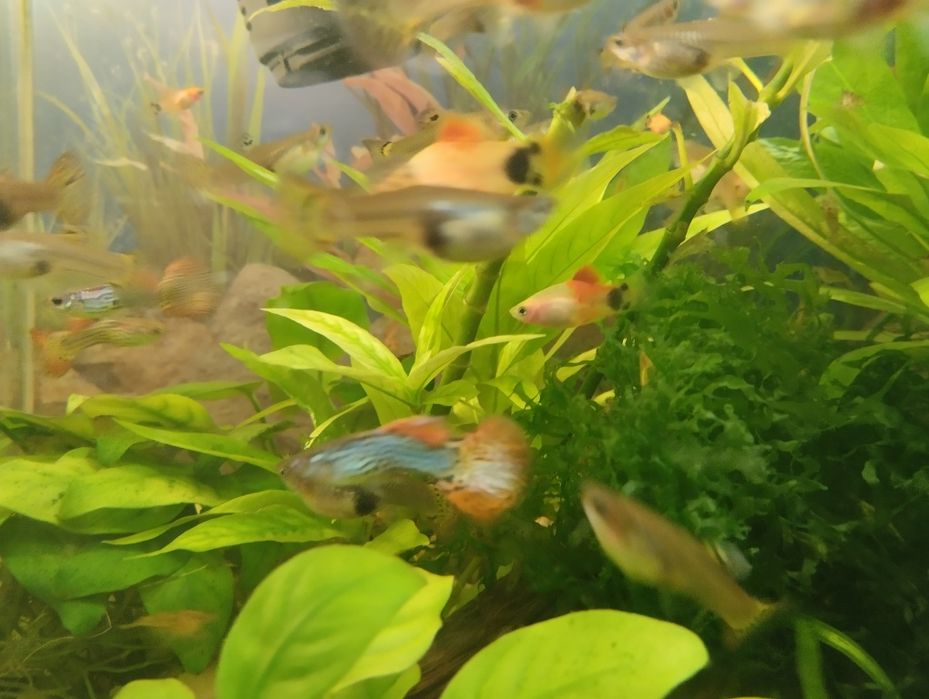 Гуппи леопардовые.