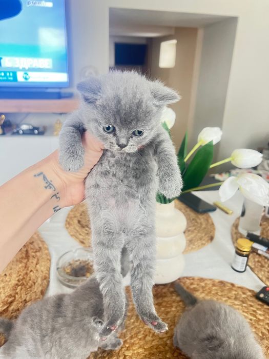 Продава британски късокосмести котета