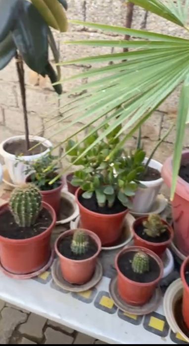 Биогомус Сотамиз Оптом ва Арзон Нархда