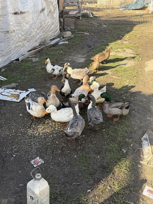 Vand rațe românești moțate si strecher