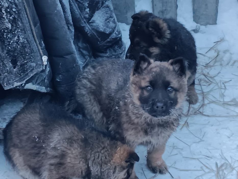 Продам щенков немецкой овчарки