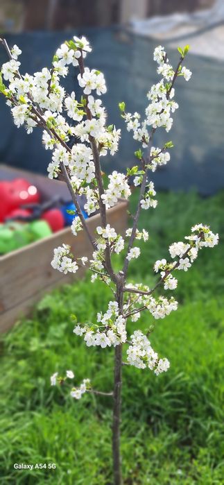 Vand teren 5000 mp sau schimb cu apartament