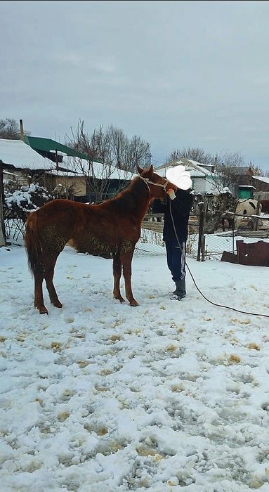Продам жеребчика.