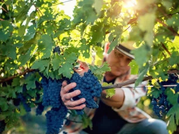 Vand struguri de vin