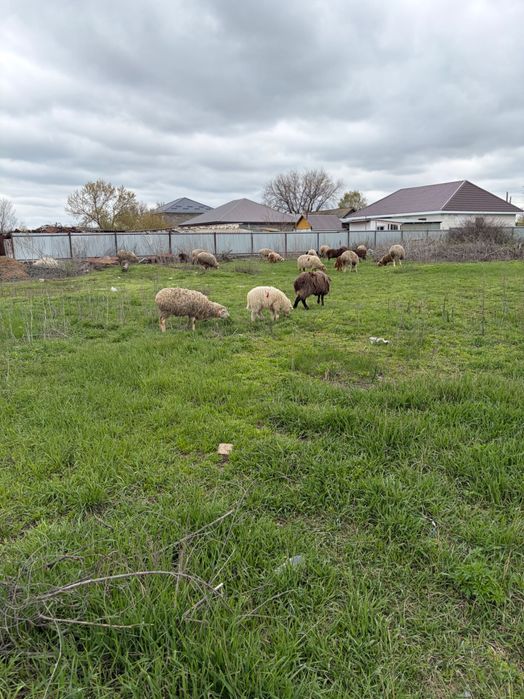 Продаются бараны