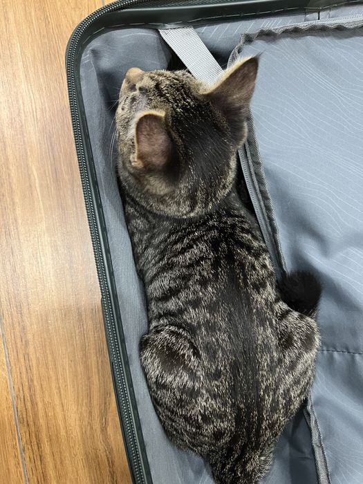 Отдам котенка мальчик в добрые руки