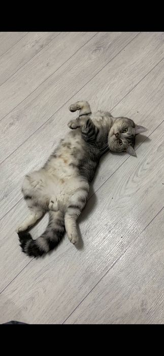 Кот отдаётся БЕСПЛАТНО