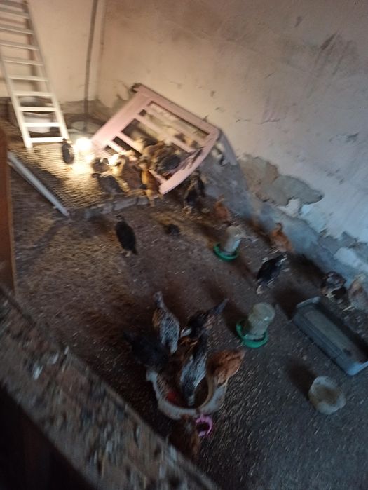 Продам цеплят, домашних кур.
