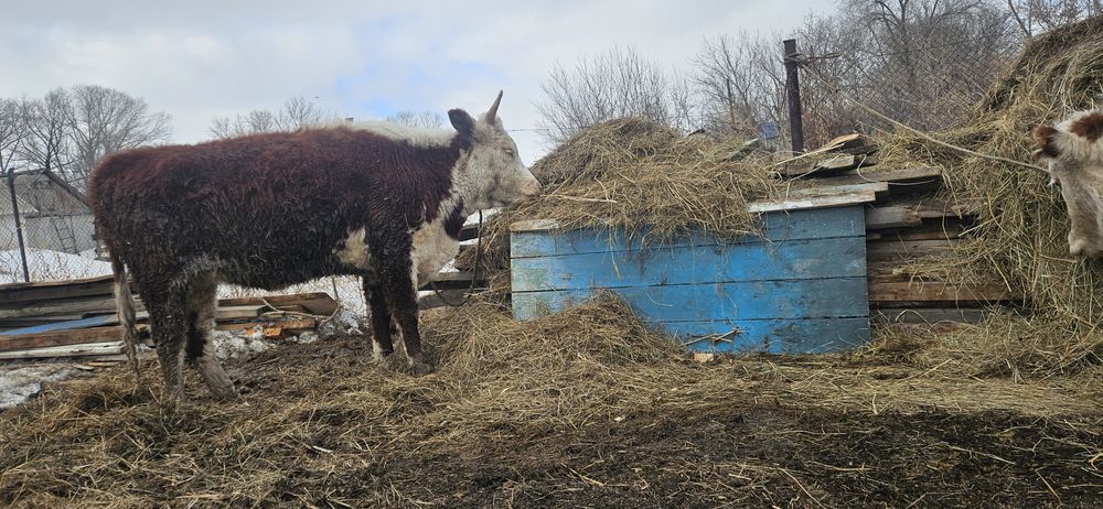 Тайынша и бычок годовалый