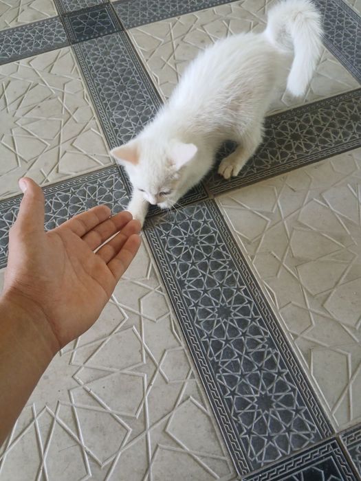 Aqilli mushuk va juda chiroyli