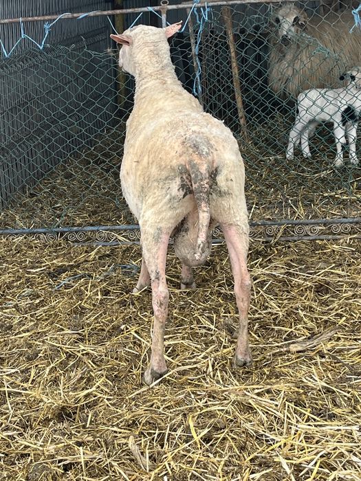 Berbec din rasa Friza