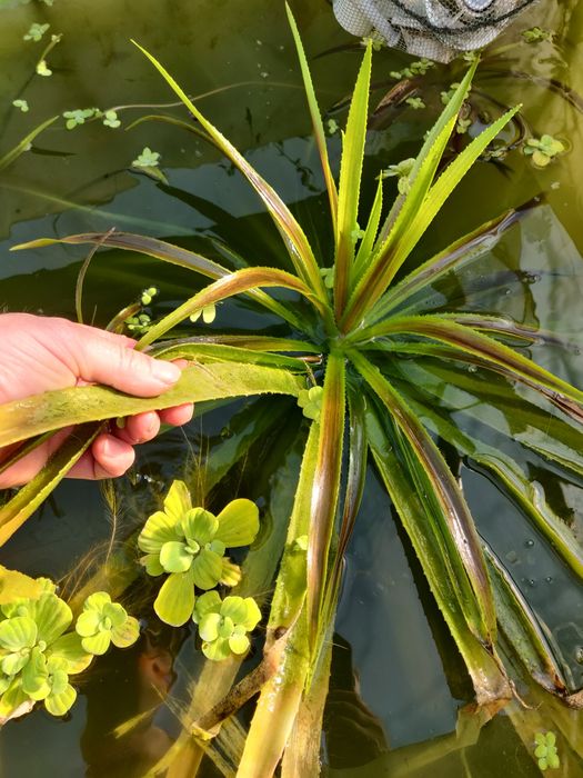 Plante pentru iaz aloe de apă, pistia