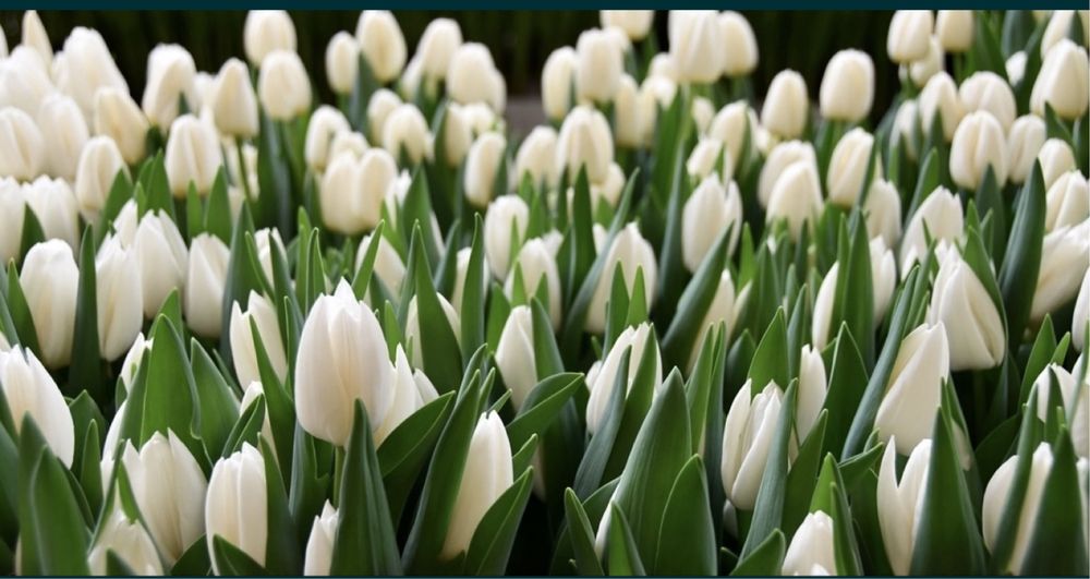 Тюльпаны к 8 марта