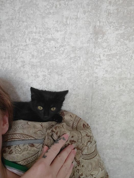 Котенок мальчик ищет дом