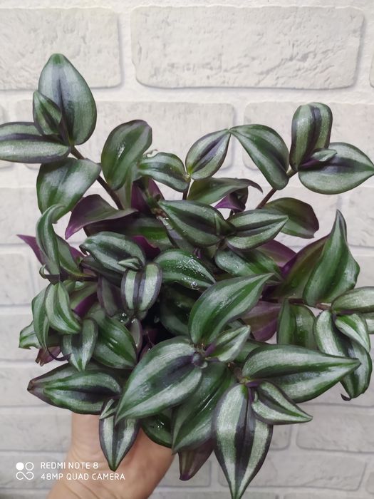 Колеусы вегетативные